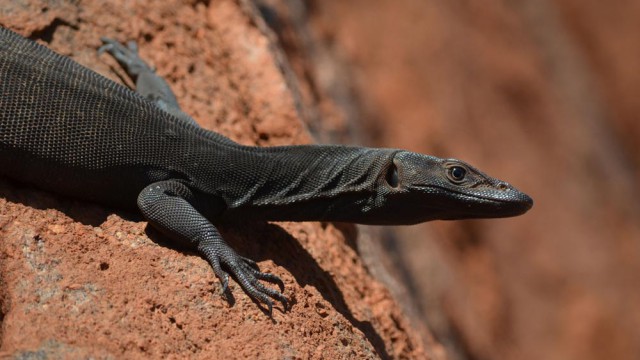הצצה על העולם מהסלע האדום
