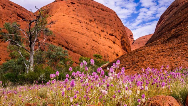 פריחה בשמורת אולורו-קאטה ג'וטה