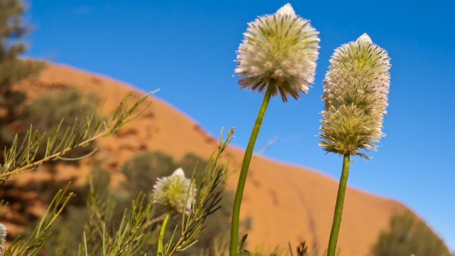 צמחייה טיפוסית בשמורה