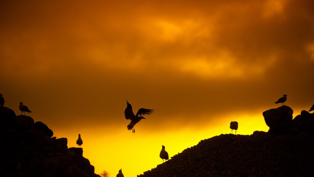 צילום יגאל סלבין