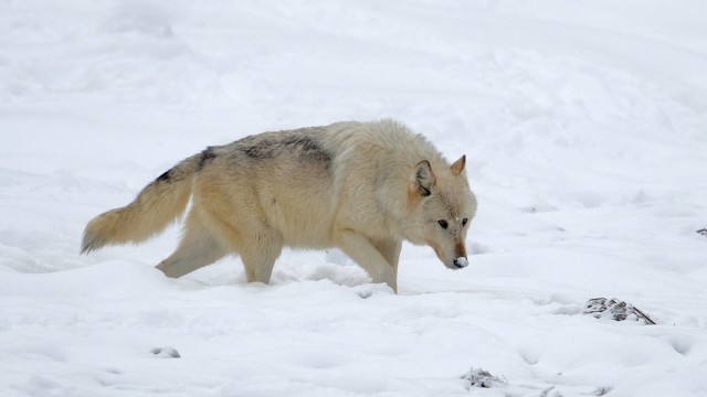 צילומים שלמה ולדמן