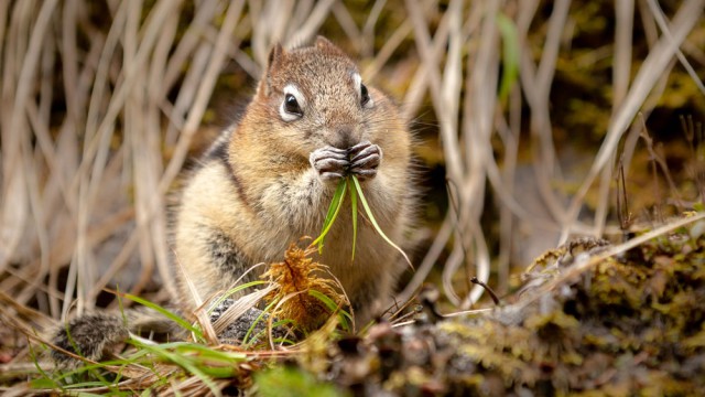 צ'יפמאנק (מכרסם דמוי סנאי), צילום רפי קורן