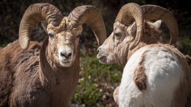 כבש גדול-קרניים, צילום רפי קורן