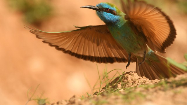 שרקרק גמדי, צילום רונן וטורי