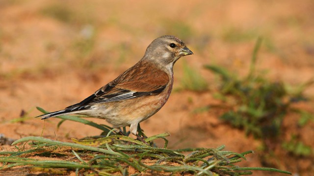 תפוחית מצויה, צילום רונן וטורי