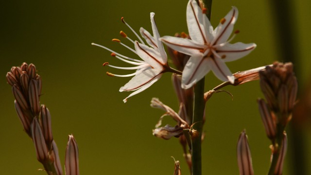 עירית גדולה, צילום רונן וטורי