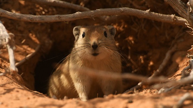 פסמון, צילום רונן וטורי