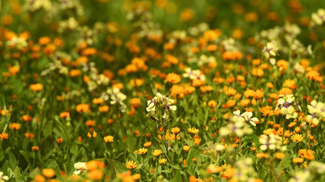 פריחה בחולות משאבים, צילום רונן וטורי