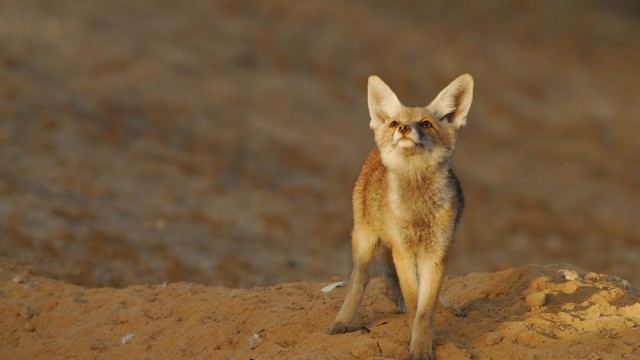 שועל מצוי, צילום רונן וטורי