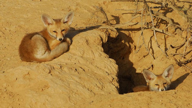 גורי שועל מצוי בפתח המאורה, צילום רונן וטורי