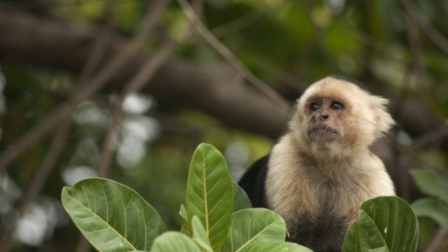 קוף קפוצ'ין ביער גשם בניקרגואה