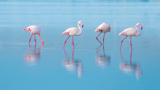 בפלמינגו באגם המלח ליד לרנקה