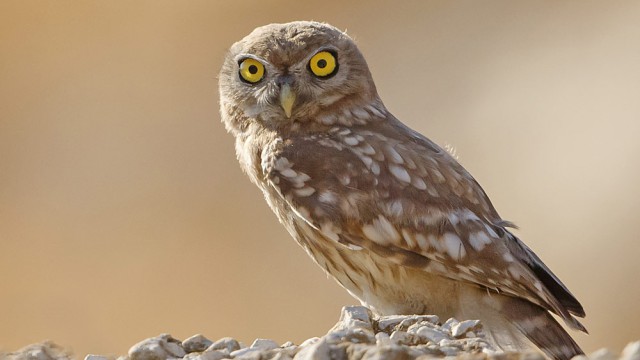 צילום שלמה ולדמן