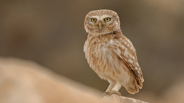 צילום שלמה ולדמן