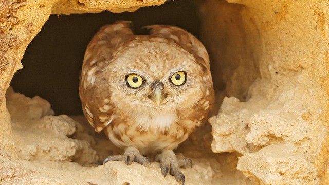 צילום שלמה ולדמן