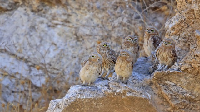 צילום שלמה ולדמן