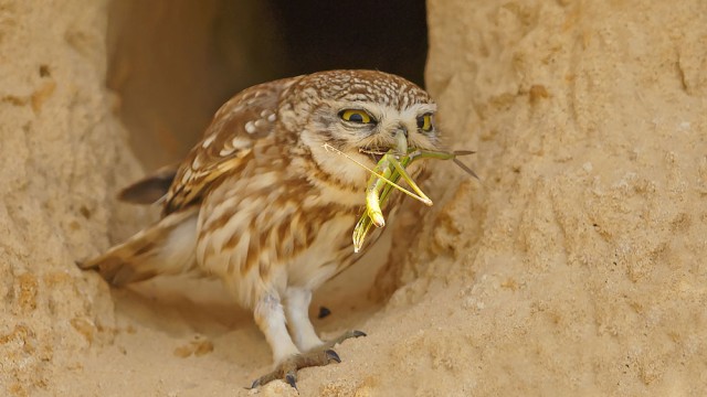צילום שלמה ולדמן