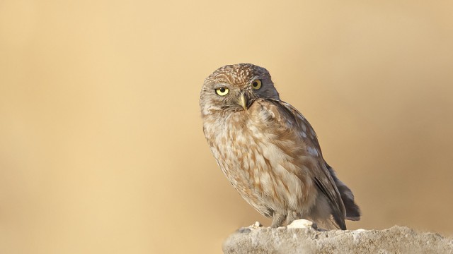 צילום שלמה ולדמן