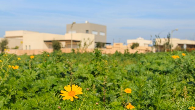 חרציות בכברי, צילום אמיר ירחי