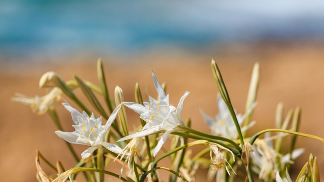 חבצלות בחוף אכזיב, צילום אמיר ירחי