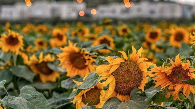 חמניות בנס עמים, צילום אמיר ירחי