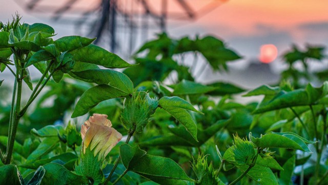 שקיעה בשדה כותנה, צילום אמיר ירחי
