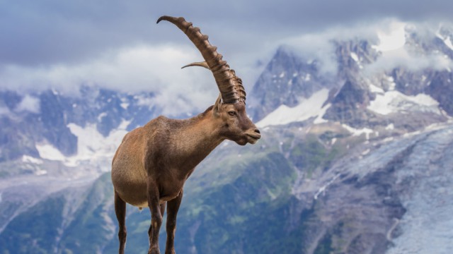 יעל האלפים במון בלאן, צרפת