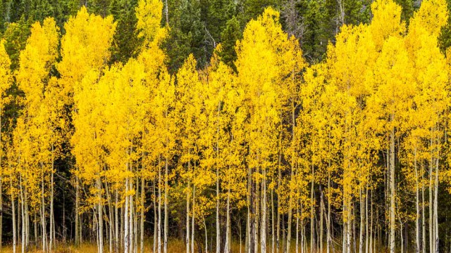 שלכת צהובה: עצי צפצפה רעדנית באספן, קולורדו