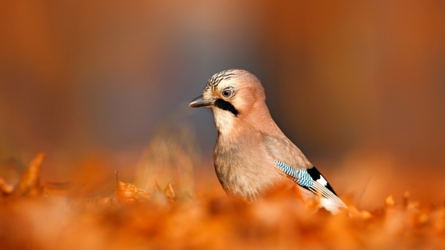 עורבני שחור כיפה בין עלי שלכת, פולין