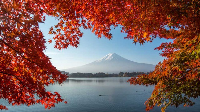 עלי שלכת ממסגרים את הר פוג'י ביפן