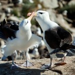 צמד אלבטרוסים, צילום משה שי