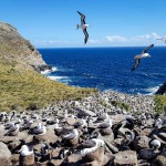 אלבטרוסים באיי פוקלנד, צילום משה שי