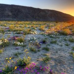 גם המדבר פורח: פארק אנזה-בורגו בקליפורניה