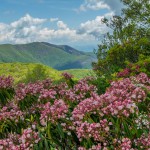 פריחה ברכס האפלצ'ים במזרח ארה"ב