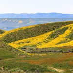 הגבעות בשמורת קריזו פליין בקליפורניה נצבעות במרבדים צהובים