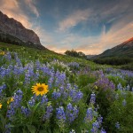 קרסטד באט, קולורדו. כשהשלגים נמסים, הפרחים צצים מכל עבר