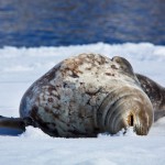 כלב ים נמרי מתפנק בשמש האנטארקטית