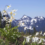 פריחה ענוגה על רקע הפסגה החרוטית של הר רנייר במדינת וושינגטון