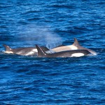 להקת קטלנים בחיפוש אחר טרף, צילום משה שי