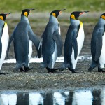 צעדת פינגווינים באיי ג'ורג'יה הדרומית, צילום משה שי