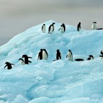 פינגווינים על קרחון באנטארקטיקה, צילום משה שי