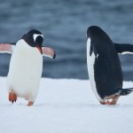 ריקוד פינגוויני, צילום משה שי