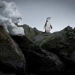 פינגווין אדלי משקיף אל האופק, צילום משה שי