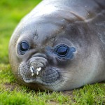 עיניים שלי: גור של פיל ים באיי ג'ורג'יה הדרומית, צילום משה שי