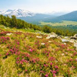 הפארק הלאומי יוסמיטי פורח