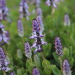 פריחה בהר ארבל, צילום: שרון איבקר דיקמן