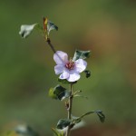 פריחה בהר ארבל, צילום: שרון איבקר דיקמן