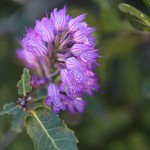 פריחה ליד מושב עמיקם, צילום: שרון איבקר דיקמן