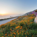 פריחה לאורך החוף בביג סר, קליפורניה