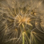 דנדליון (שן ארי) בשדה בשרון, צילום עינת מאור